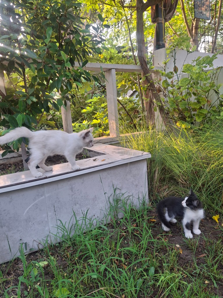 Two cats, one white and one black-and-white, play in a lush green garden surrounded by plants and wooden structures.