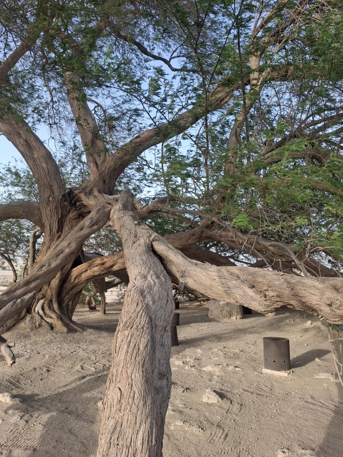 Tree of Life in the Bahrain desert near Sitra, standing alone in a sandy landscape under the clear sky – a symbol of endurance and local heritage.