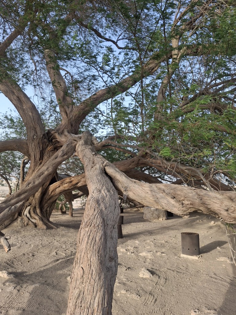 The Tree of Life in Bahrain, showcasing its large, twisted branches and a rugged trunk, surrounded by desert sands.
