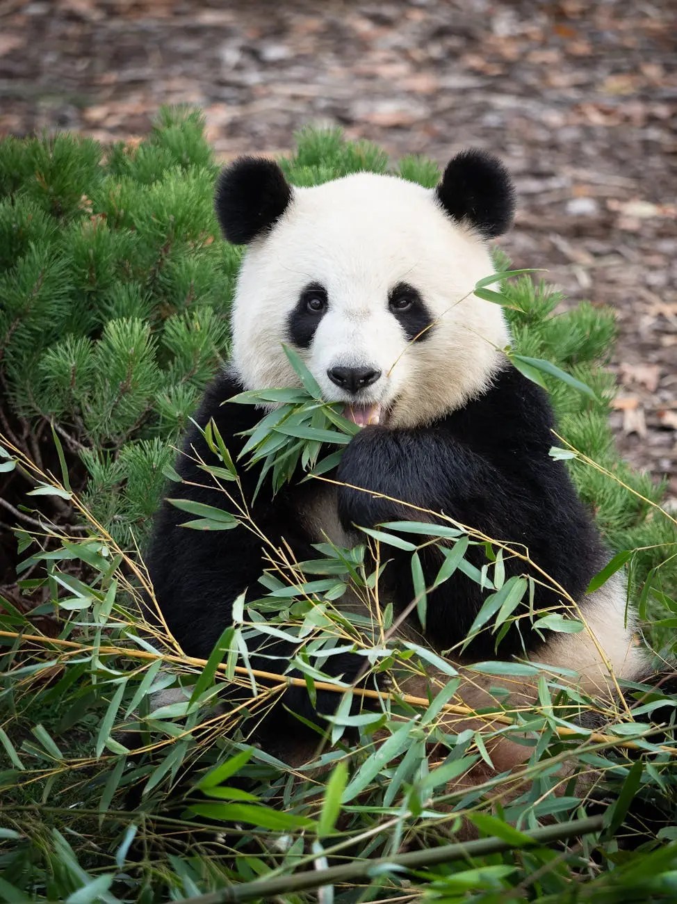 A panda sitting among greenery, munching on bamboo.