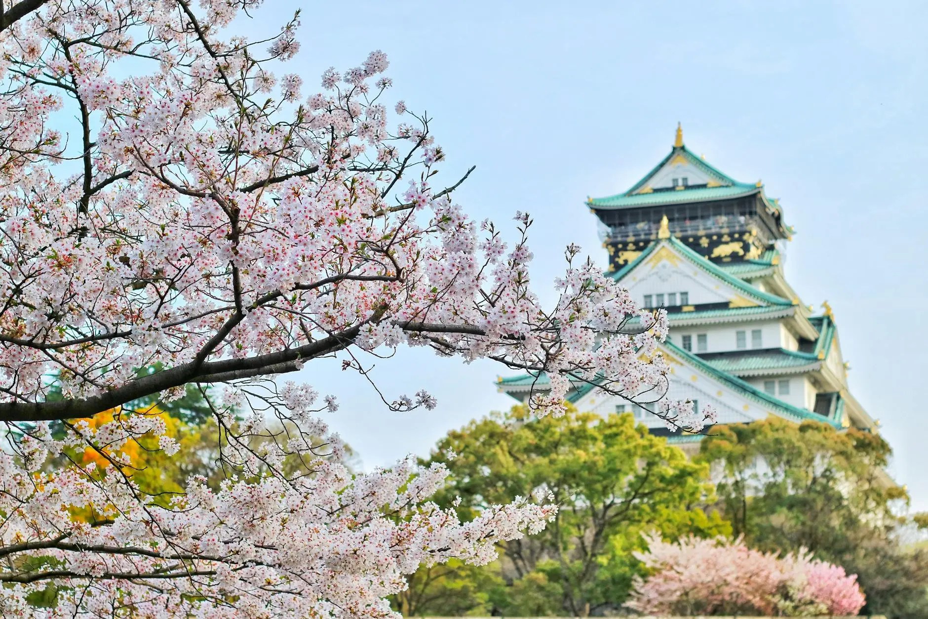 Cherry blossoms in full bloom in front of Osaka Castle, showcasing the historic structure's beautiful architecture against a clear blue sky.