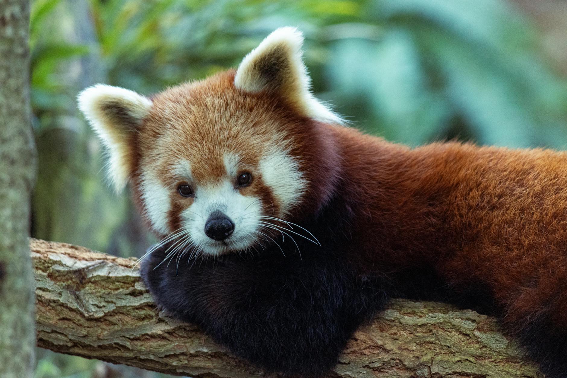 A close-up of a red panda resting on a branch, showcasing its distinctive reddish-brown fur and playful expression.