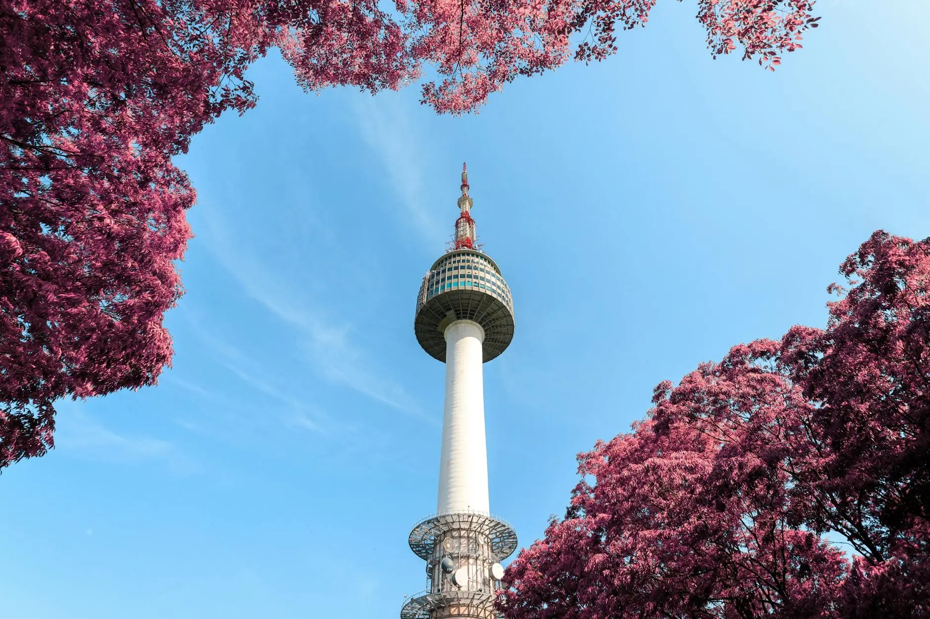 Namsan Tower, also known as N Seoul Tower, rises above vibrant pink trees against a clear blue sky, offering panoramic views of the city.
