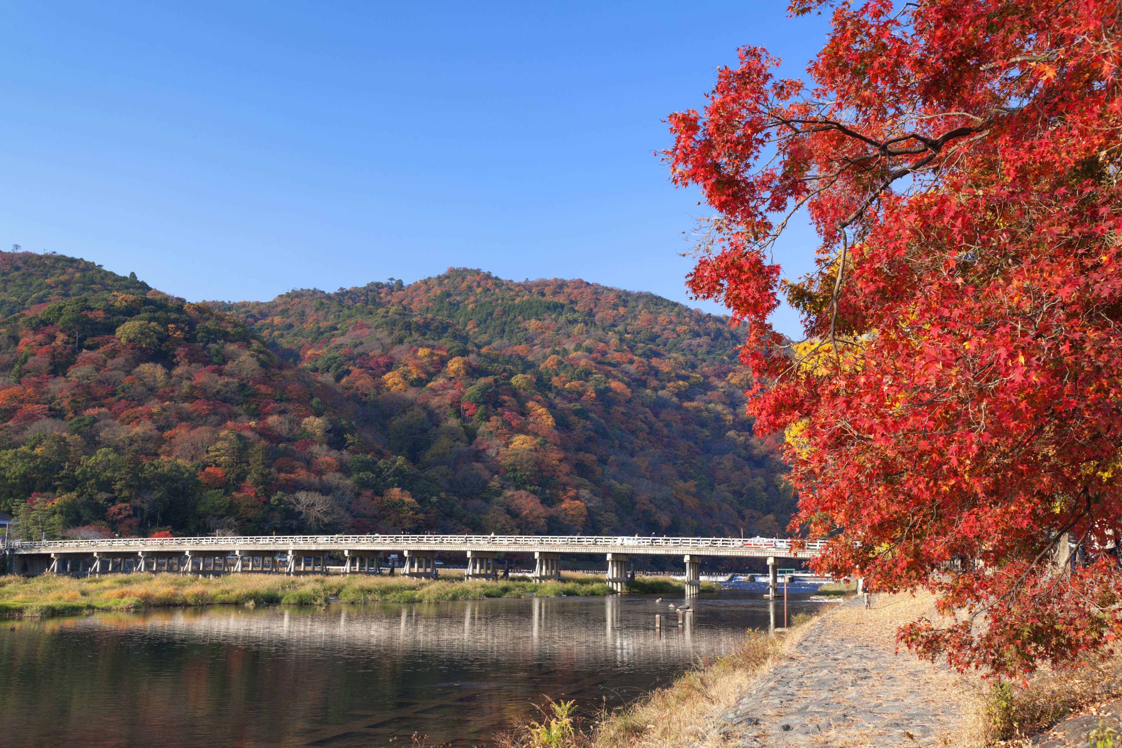 Scenic view of the Togetsukyo Bridge in Arashiyama, Kyoto, surrounded by colorful autumn foliage and a calm river under a clear blue sky.