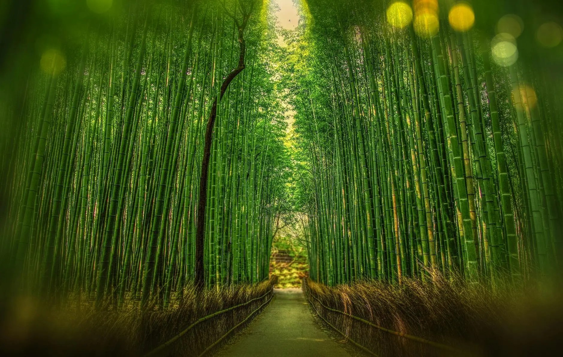 A serene pathway through the Arashiyama Bamboo Grove in Kyoto, lined with tall green bamboo stalks and dappled sunlight filtering through the leaves.