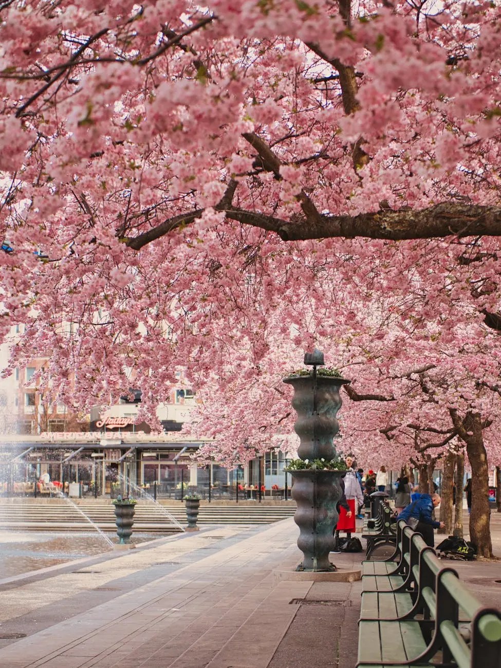 Cherry blossom trees in full bloom lining a city street, with a fountain and benches visible in the foreground.