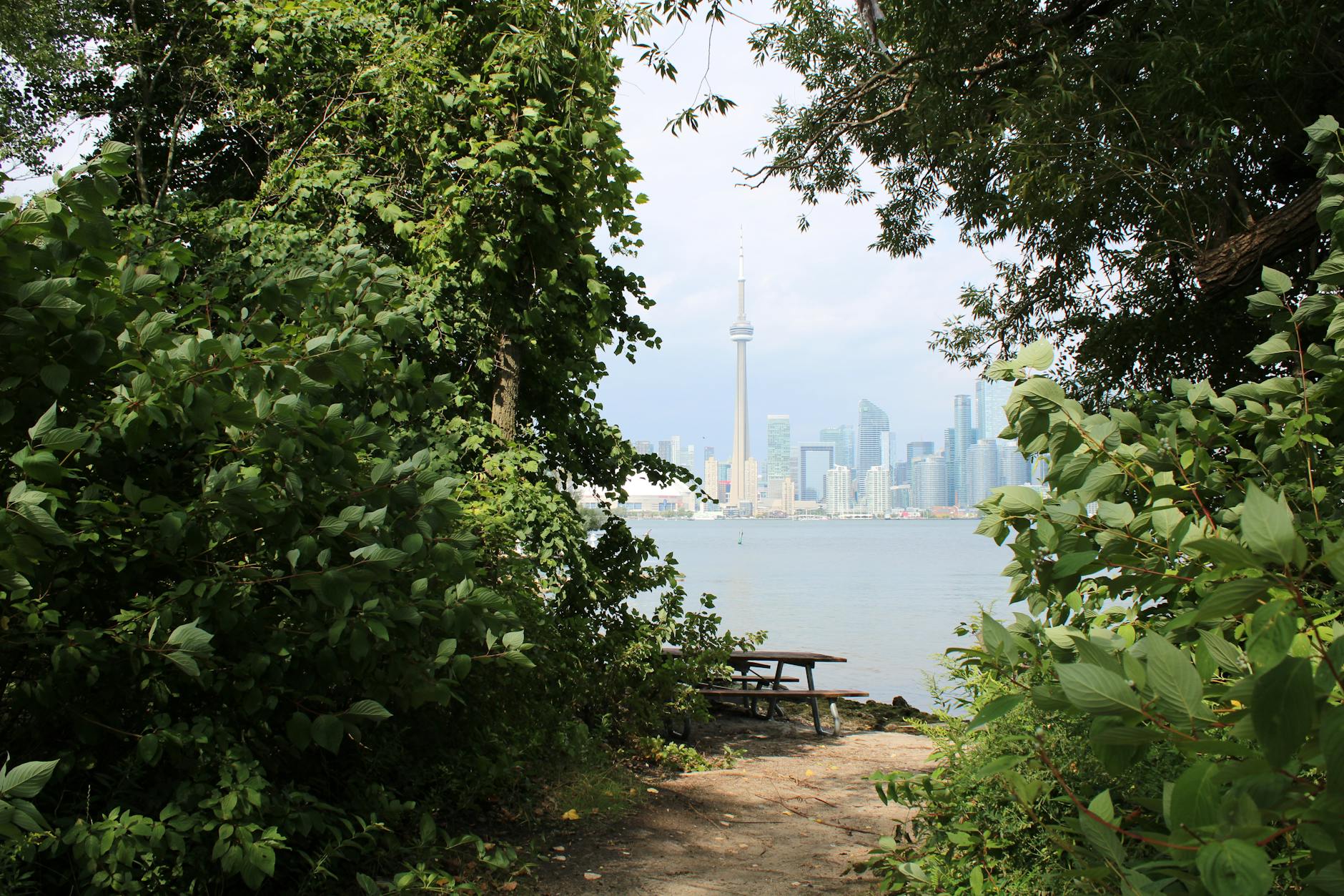 View of the CN Tower peeking through lush greenery near the Toronto Islands, with the city skyline in the background.