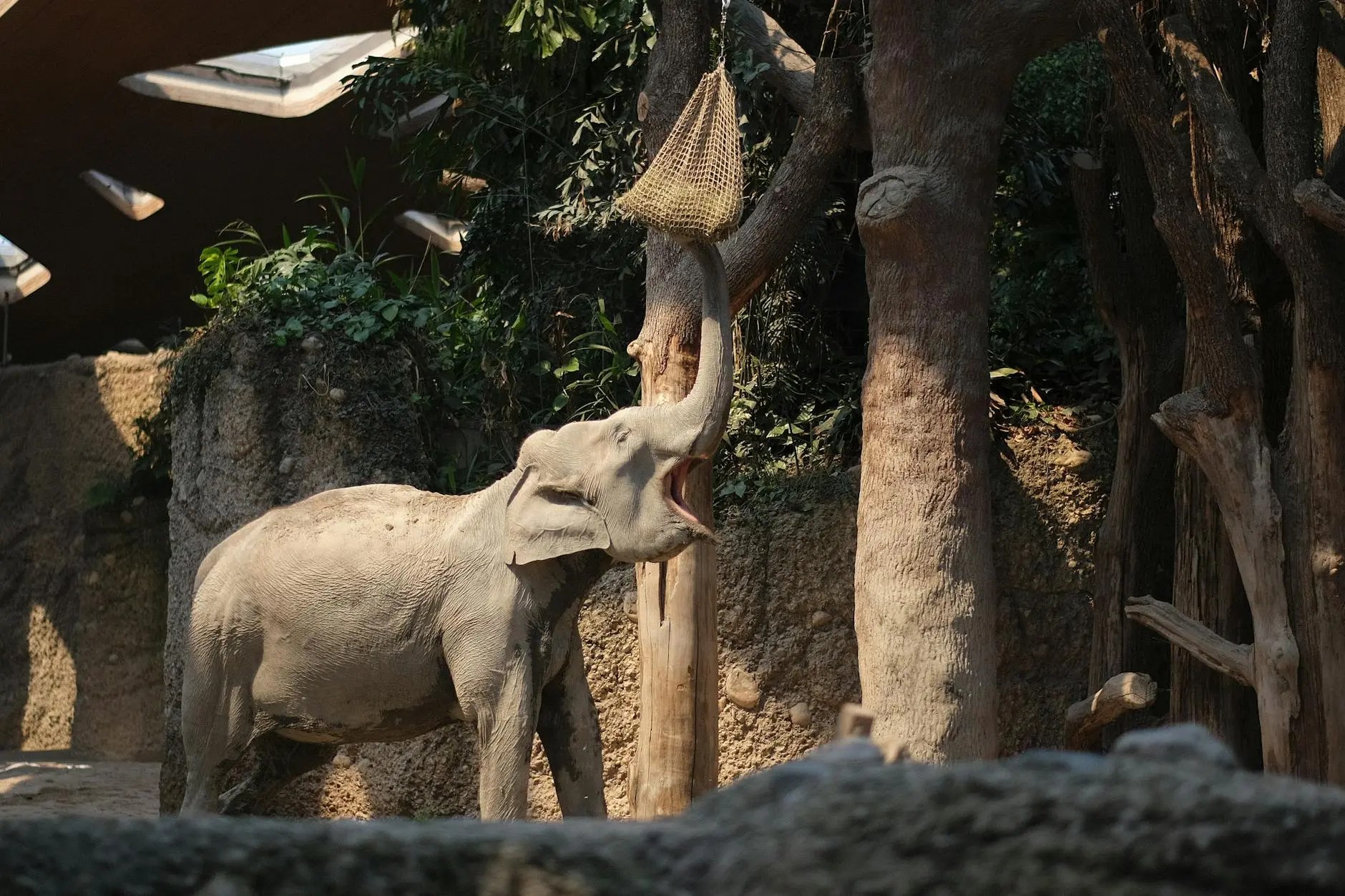 An elephant reaching for food hanging from a tree in a zoo setting, surrounded by rocks and greenery.
