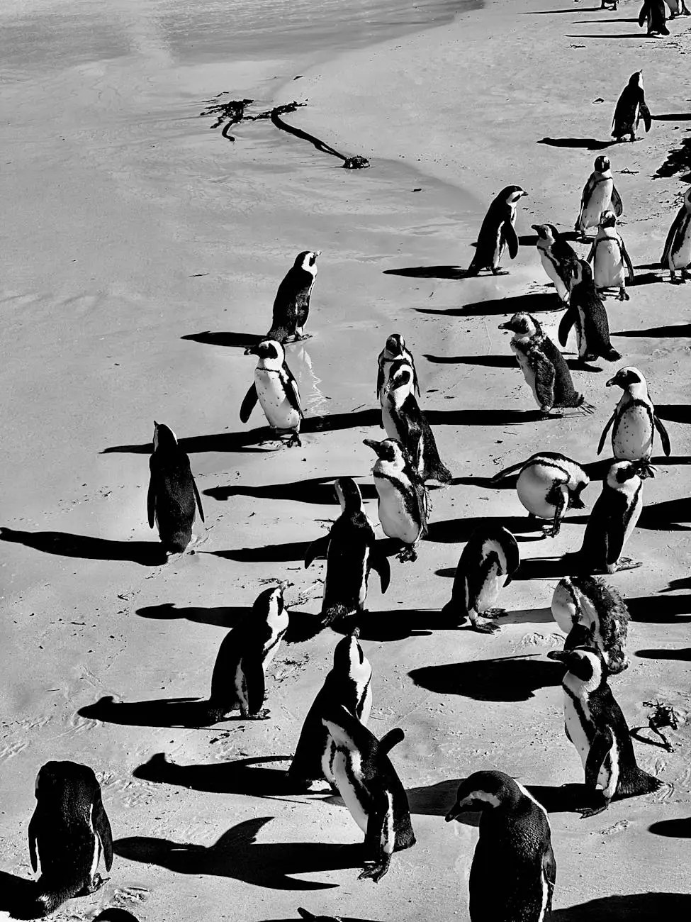 A group of African penguins standing on a sandy beach, casting shadows in black and white.